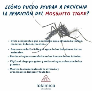 mosquito tigre